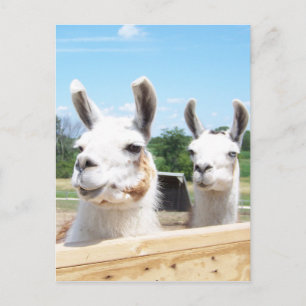 Carte postale Llamas