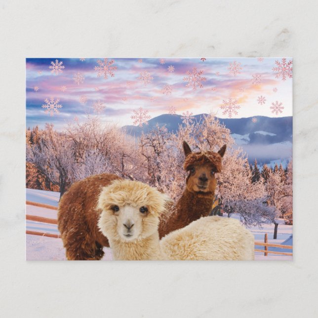 Carte Postale Llamas d'hiver (Devant)