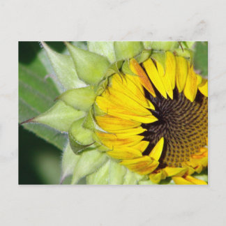 Carte Postale Lo ! Un tournesol est né