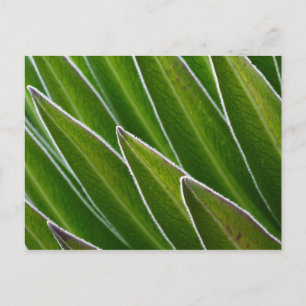 Carte Postale Lobelia géante (Lobelia telekii)  Kenya, Afrique