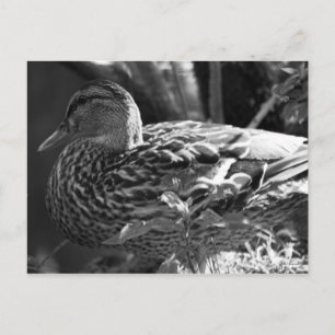 Carte Postale L'observateur