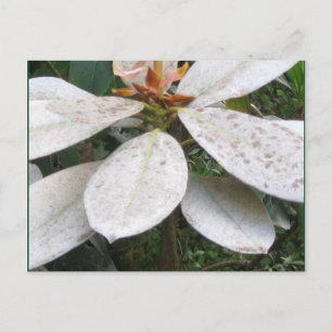 Carte postale Lochmara Bush en floraison