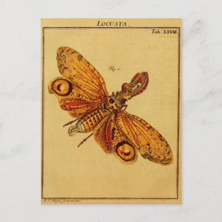 Carte Postale Locusta