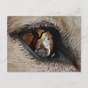 Carte Postale L'oeil du loup