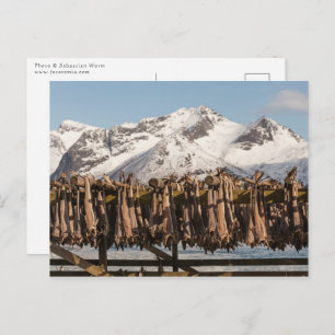 Carte Postale Lofoten Stockfish