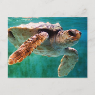 Carte postale Loggerhead #2