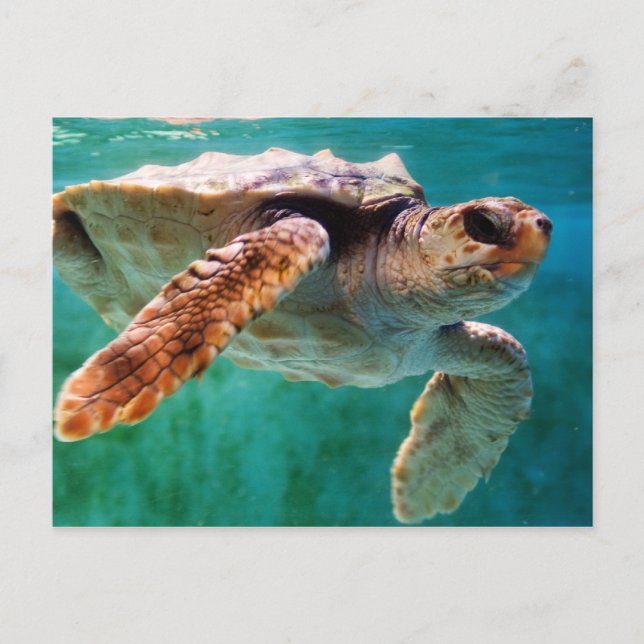 Carte postale Loggerhead #2 (Devant)