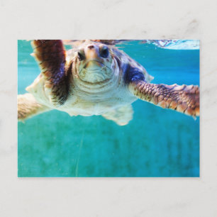 Carte postale Loggerhead #4