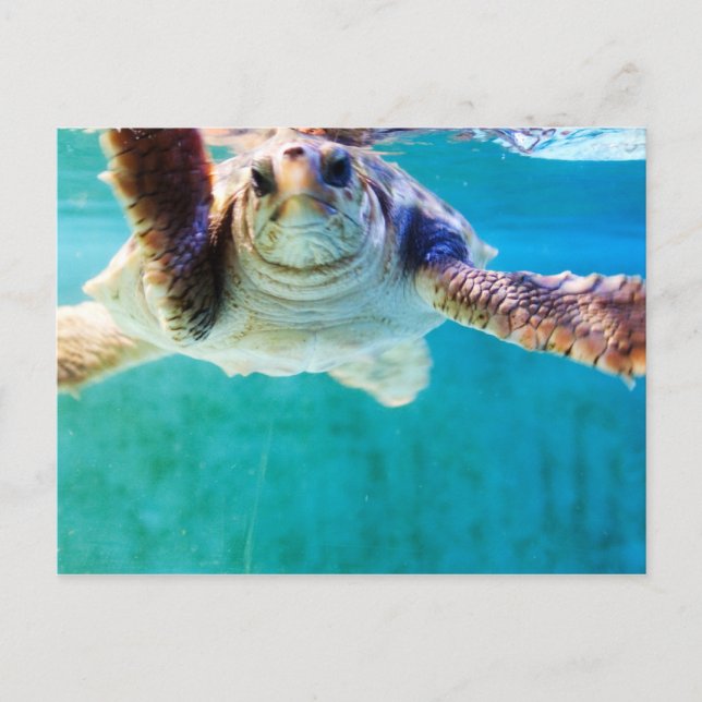 Carte postale Loggerhead #4 (Devant)