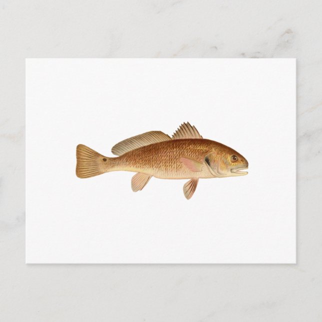 Carte Postale Logo de la basse du canal (Devant)