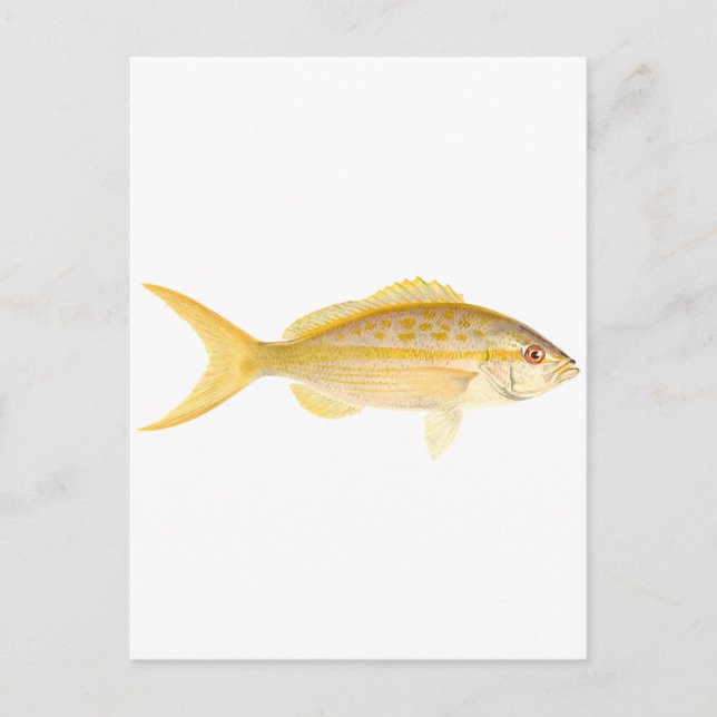 Carte Postale Logo de Yellowtail Snapper (Devant)
