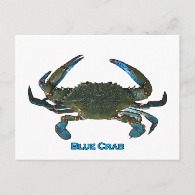 Carte Postale Logo du crabe bleu de l'Atlantique (Devant)