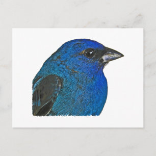 Carte Postale Logo Indigo Bunting