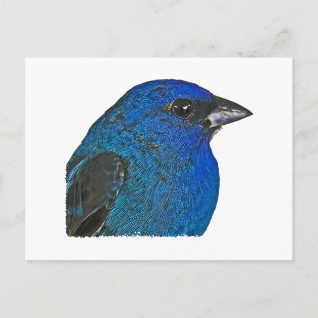 Carte Postale Logo Indigo Bunting (Devant)
