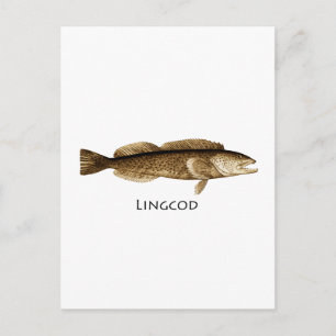 Carte Postale Logo Lingcod