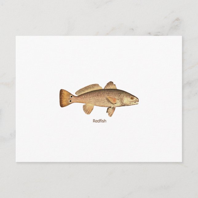 Carte Postale Logo sébaste (Devant)
