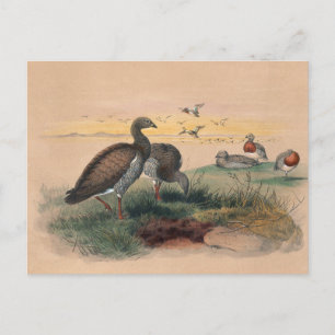 Carte Postale L'oie à tête cendrée par Joseph Wolf