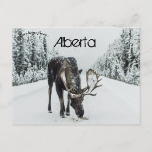 Carte Postale L'Oie En Hiver À Jasper Alberta Canada