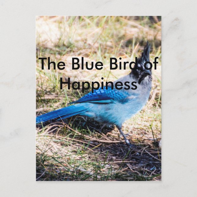 Carte Postale L'oiseau bleu du bonheur (Devant)