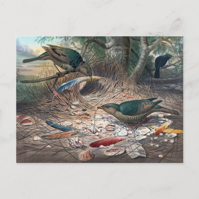 Carte Postale L'oiseau de Satin de Joseph Wolf (Devant)