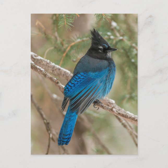 Carte Postale L'oiseau-geai de Steller dans l'arbre (Devant)