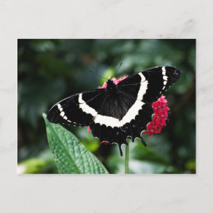 Carte postale Lolipop papillon