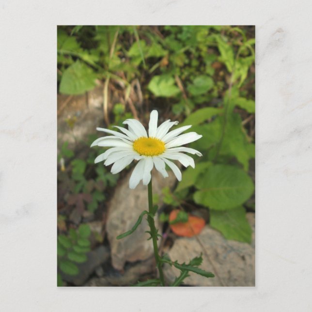 Carte Postale Lone Daisy (Devant)