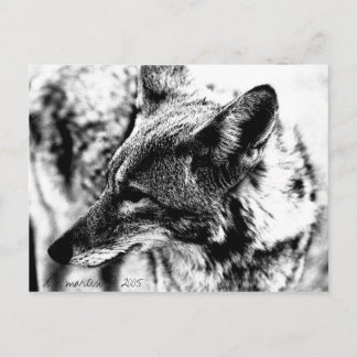 Carte Postale Lone Desert Coyote, D.B. Martin 2005