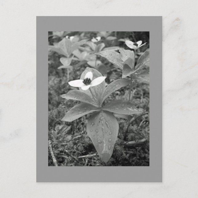 Carte Postale Lonely (Devant)