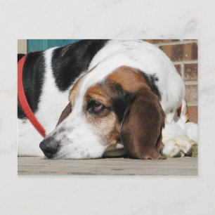Carte Postale Lonely Basset Hound