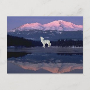Carte Postale Lonely Wolf