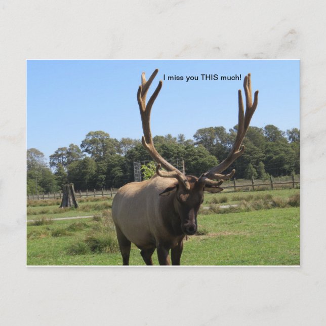 Carte postale Lonesome Bull Elk (Devant)