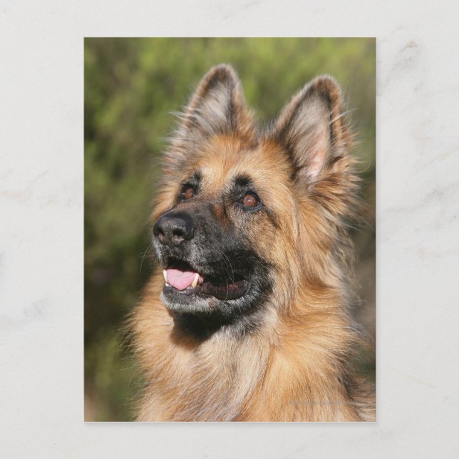 Carte Postale Long berger allemand Haired 1 (Devant)
