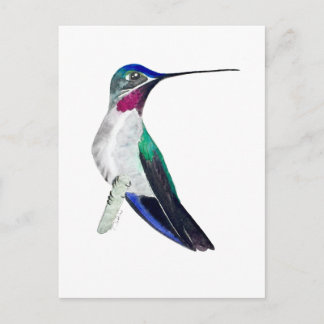 Carte Postale Long-billed Starthroat Hummingbird