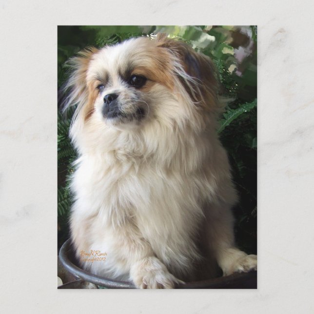 Carte Postale Long chien adorable de délivrance de cheveux (Devant)