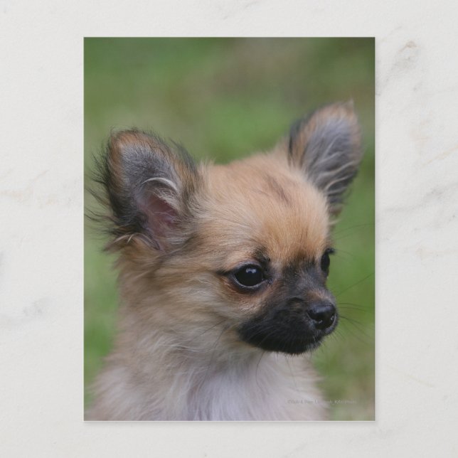 Carte Postale Long Haired Chihuahua Chiuppy regardant la caméra (Devant)