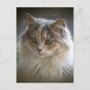 Carte Postale Long Haired Kitten