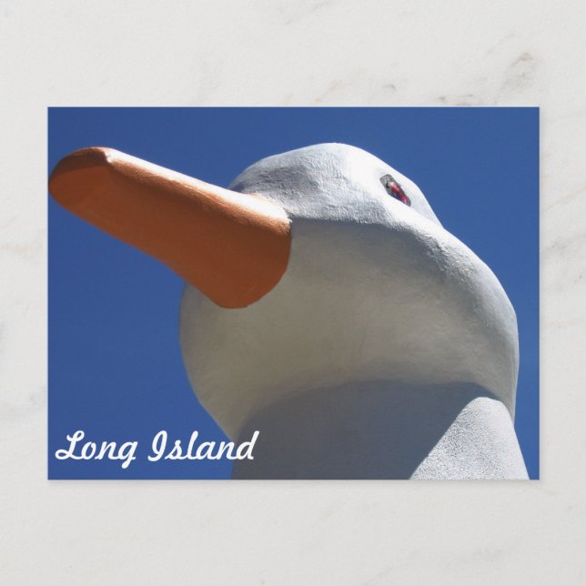 Carte Postale Long Island Duck 2 (Devant)