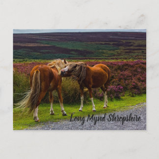 Carte postale Long Mynd Wild Ponies