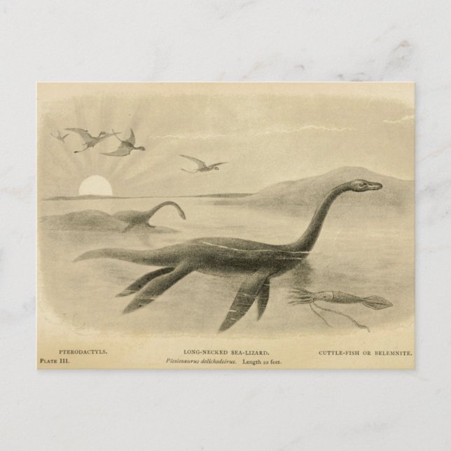 Carte postale Long Neck Sea Lizard Zoological Sket (Devant)