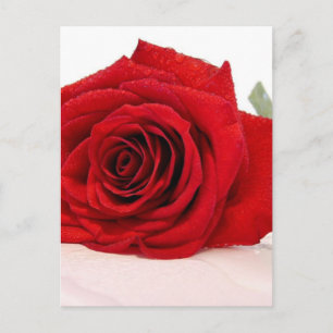 Carte postale Long Stem Red Rose