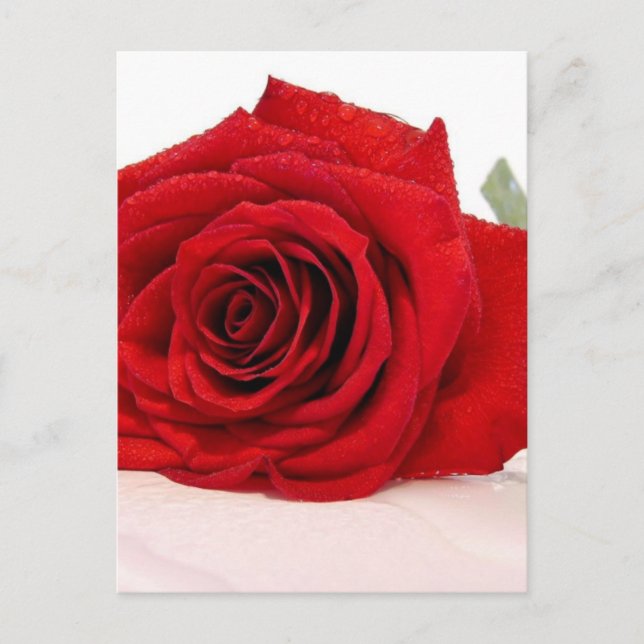Carte postale Long Stem Red Rose (Devant)