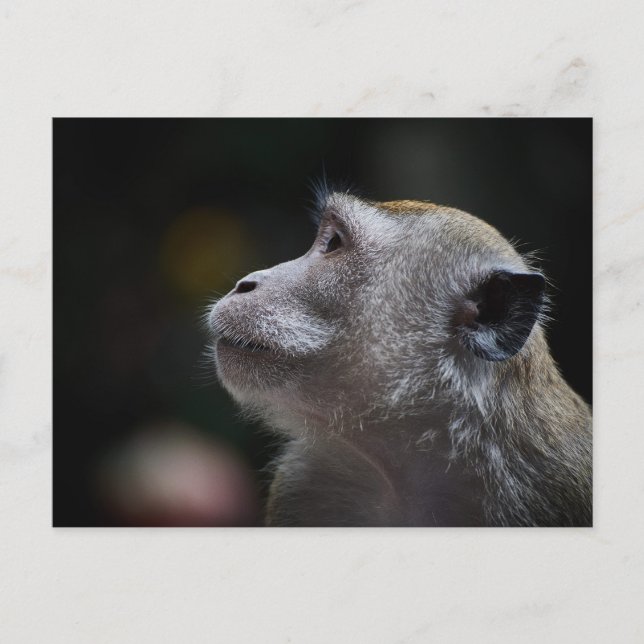 Carte Postale Long-Tailed Macaque Close-Up (Devant)