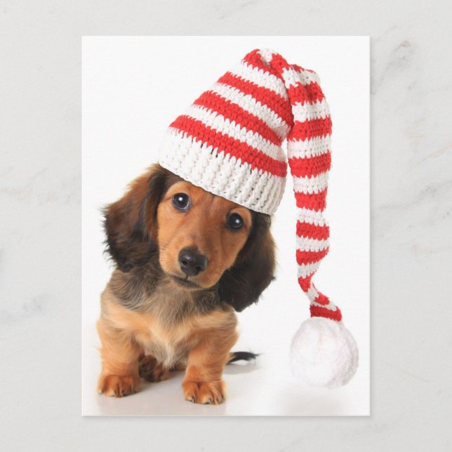 Carte Postale Longhair Dachshund Puppy (Devant)