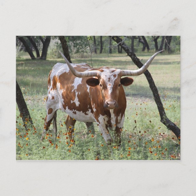 Carte Postale Longhorn (Devant)