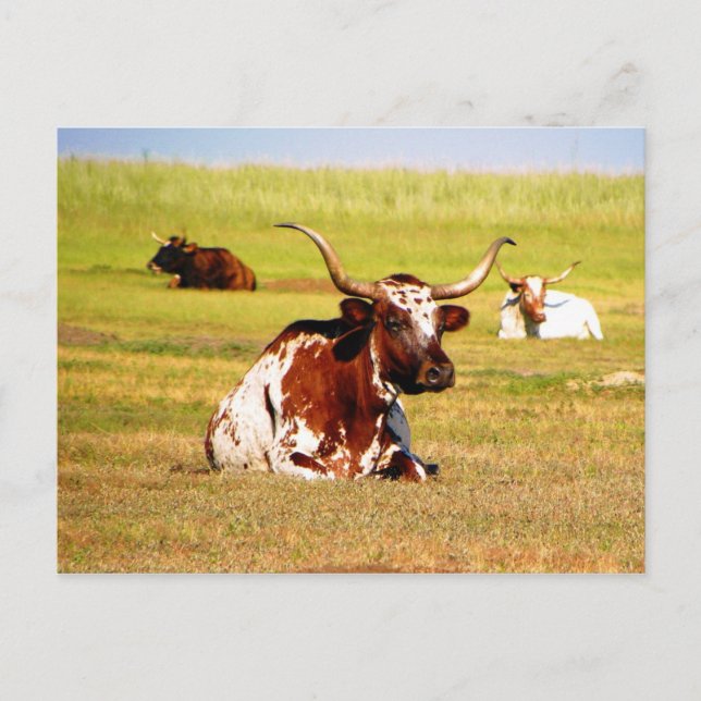 Carte Postale Longhorn (Devant)