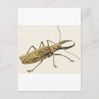 Carte Postale Longhorn Beetle
