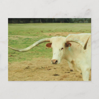 Carte Postale Longhorn Blanc