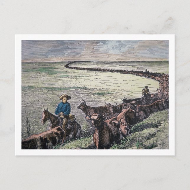 Carte Postale Longhorn cattle drive from Texas to Abilene, Kansa (Devant)