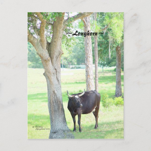 Carte postale Longhorn Cow Port Charlotte Florida (Devant)